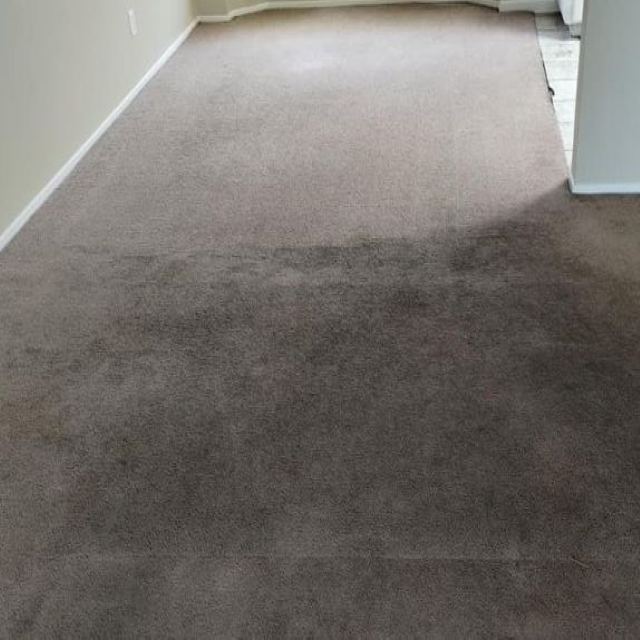 Carpet drying after cleaning